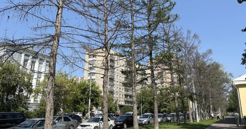 На Мичурина в Новосибирске заменят засохшие лиственницы и тополя новыми деревьями