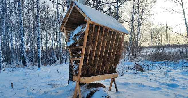 В Новосибирской области для диких копытных заготовили 56 тысяч веников