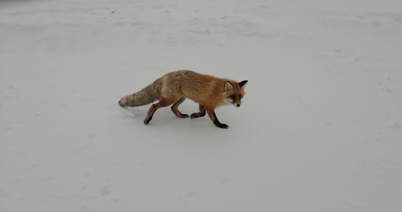 Лису с бешенством обнаружили в посёлке Новосибирской области