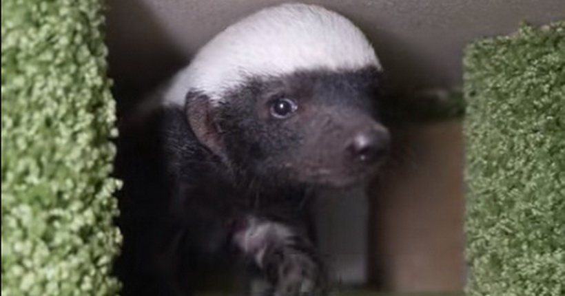 В Новосибирском зоопарке выкормили детёныша медоеда, от которого отказалась мама