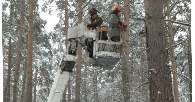 В парках Новосибирска проводится обрезка аварийных деревьев