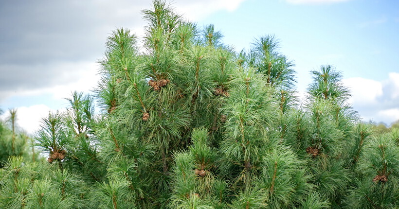 В Новосибирской области перевыполнили план по лесовосстановлению в 2025 году