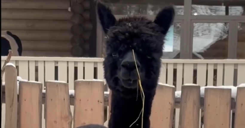 В Новосибирском зоопарке поселилась новая чёрная альпака
