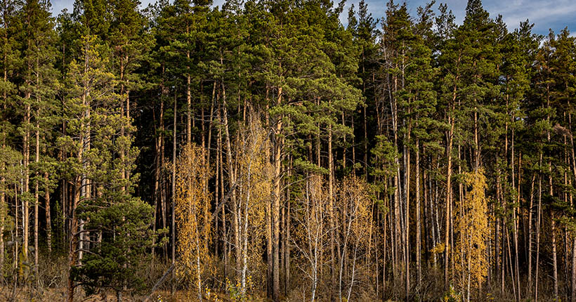 Две девушки и трое парней: спасатели Новосибирской области вывели заблудившихся из леса