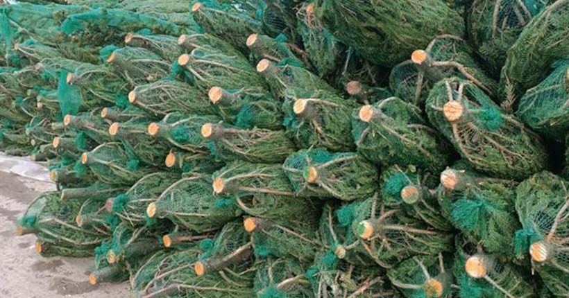 Новый год-2026: В Новосибирск привезли первую партию ёлок