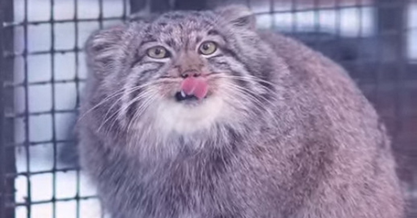 Юные манулы в Новосибирском зоопарке начали самостоятельную жизнь