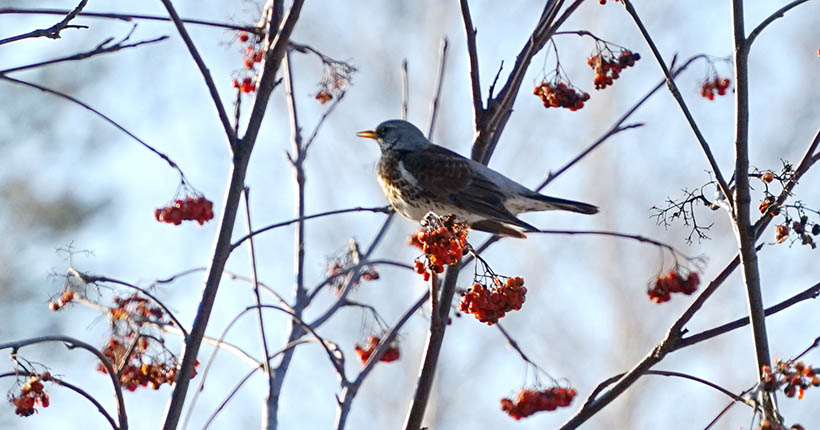 Новосибирцам советуют кормить птиц нежареными и несолёными семечками