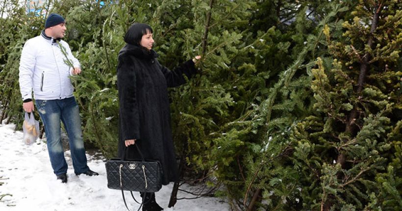 Новый год-2026: стали известны адреса ёлочных базаров в Новосибирске
