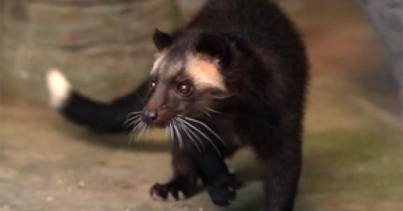 В Новосибирском зоопарке впервые в России родились масковые пальмовые циветты