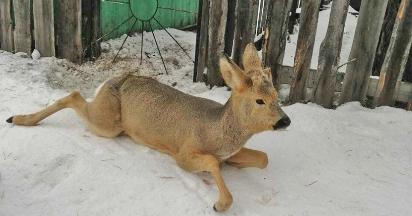 Новосибирские спасатели освободили застрявшую в заборе косулю 