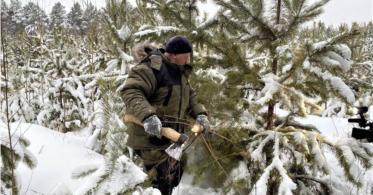 В Новосибирской области усиливают меры по охране ёлочек