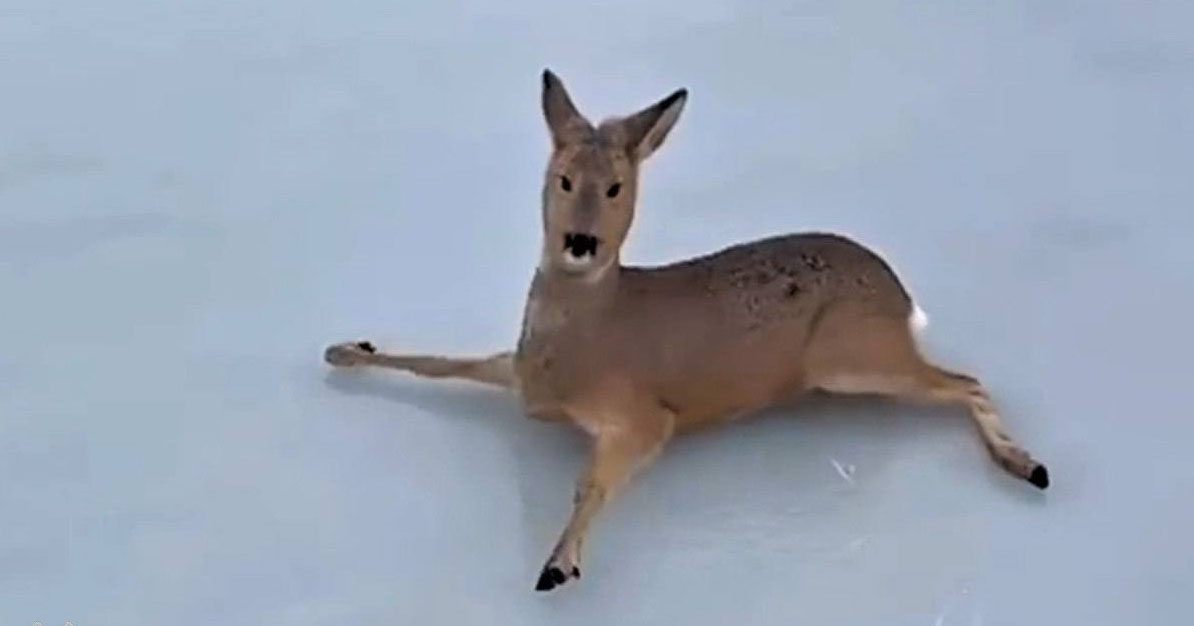 Миграция косуль: больше 300 животных спасли в Карасукском районе во время спецоперации на озере