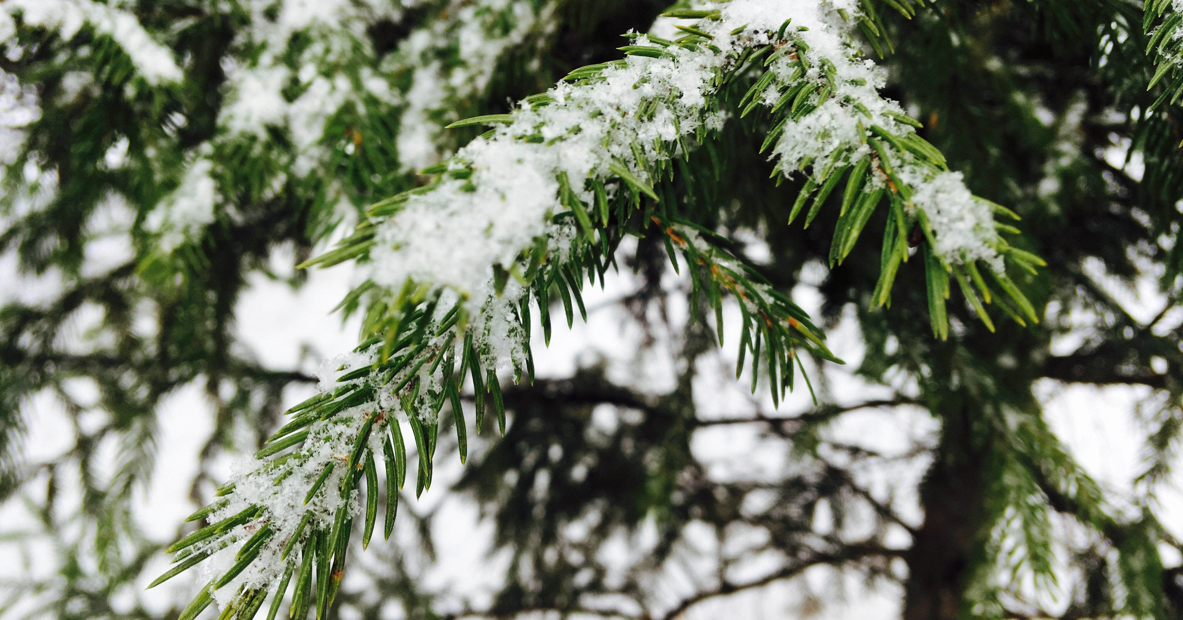 В Первомайском парке Новосибирска неизвестные похитили новогодние украшения с ёлки