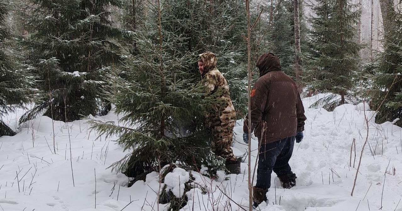 Сосна, ель и пихта: больше 5000 хвойных деревьев заготовят в этом году в Новосибирской области