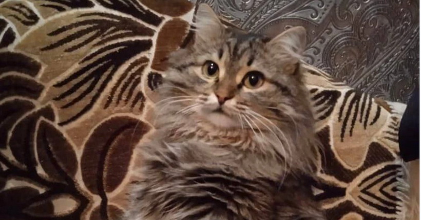 Лучший новогодний подарок: жительнице Новосибирска вернули пропавшего кота