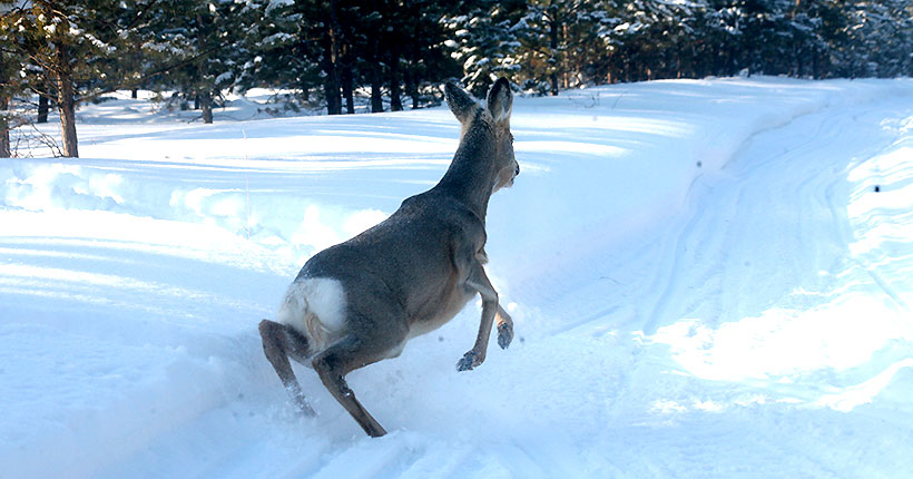 Животных не обманешь