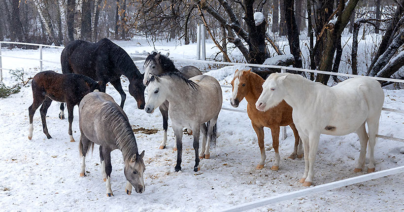 ТОП-9 конных клубов Новосибирска и окрестностей