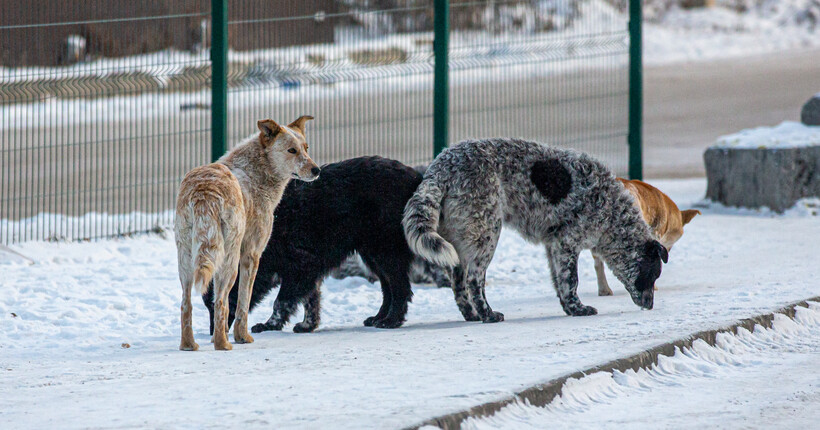 В Новосибирске мужчина спас женщину от бродячих собак