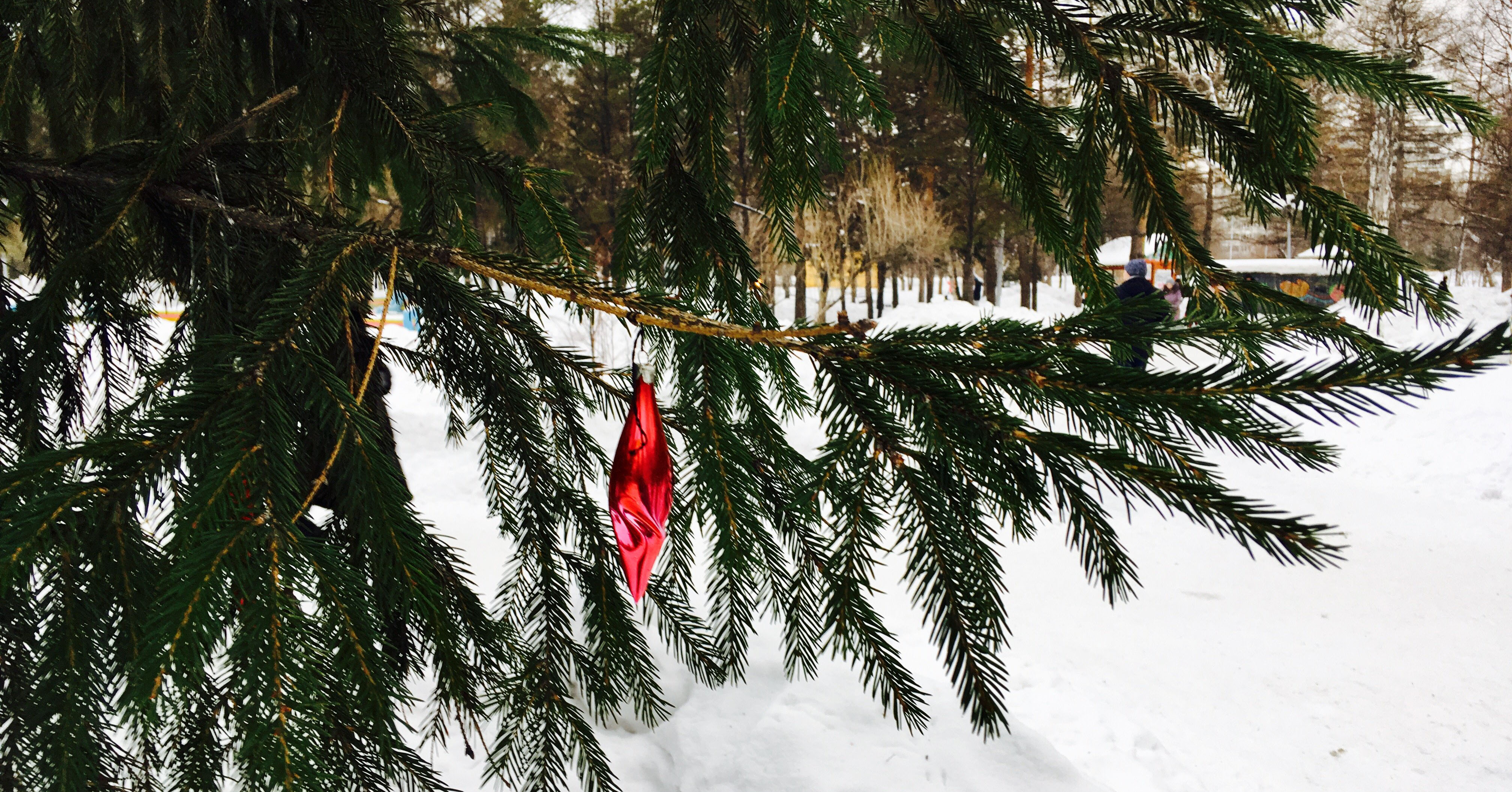 Новый год-2026: Новосибирцам рассказали, как правильно выбрать живую или искусственную ёлку