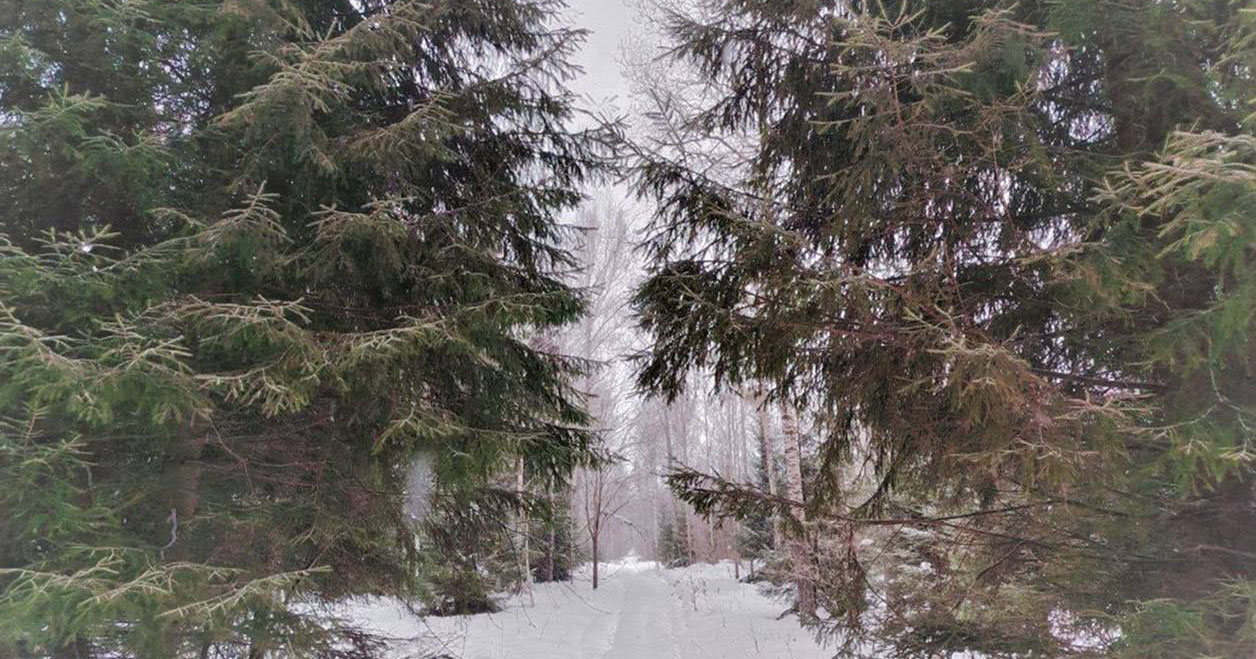 Режим особого контроля ввели в Новосибирской области на землях лесного фонда