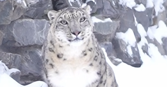 Красавица Серебряна в Новосибирске: в зоопарке новая хищница