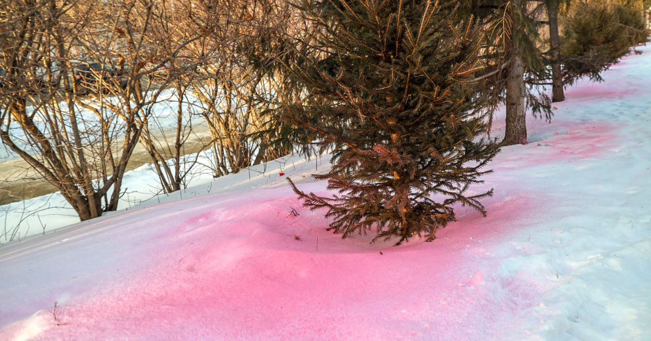 Антивандальные меры: почти 3000 городских елей обработали специальным раствором