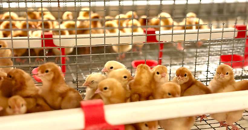 Программа-максимум