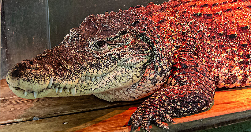 Это вам не рыбки…