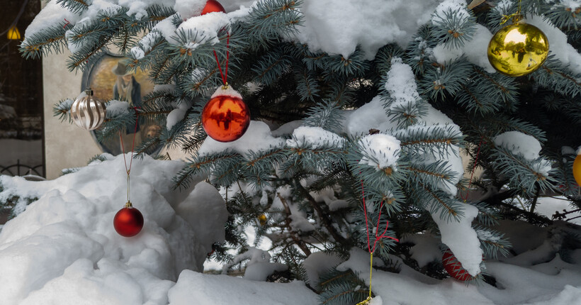 В Новосибирске 13 января заработают пункты приёма новогодних ёлок