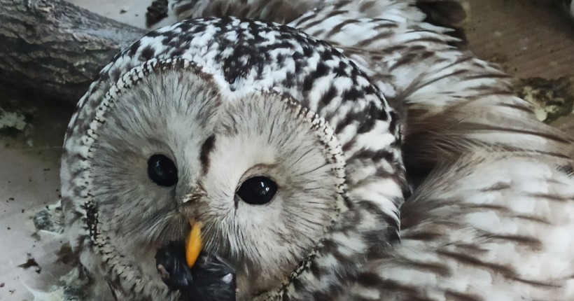 Жительница Новосибирска спасла краснокнижную сову на трассе