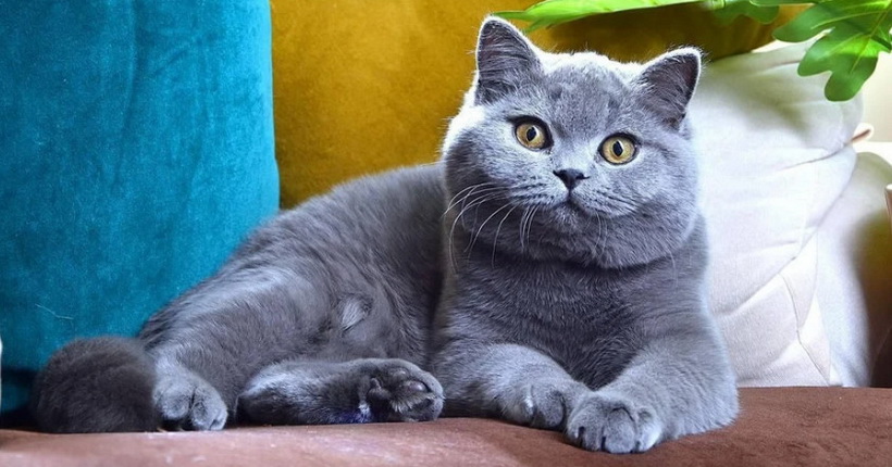 Новосибирский кот возглавил международный рейтинг красоты