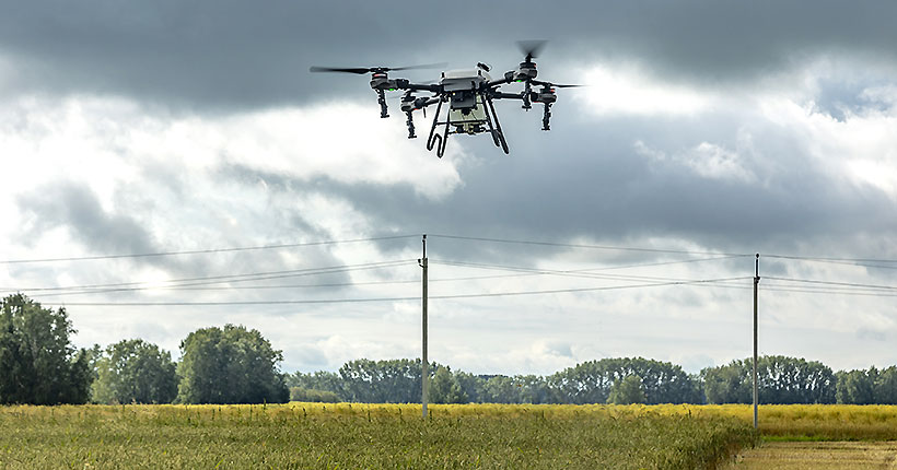 Расплата за борщевик