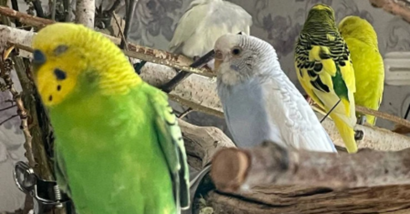 Жительница Новосибирска стала хозяйкой стаи из 11 попугайчиков