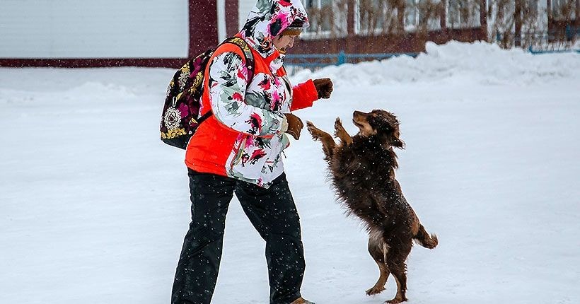 Неравнодушные новосибирцы спасли собаку и пять её щенков от гибели на трассе