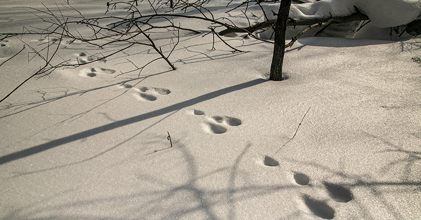 Браконьеры убили в Новосибирской области 49 косуль, 34 лося и одного кабана