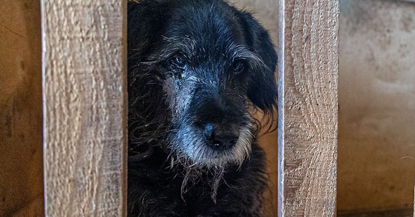 Новосибирские зооволонтёры открыли пункты обогрева для бездомных животных