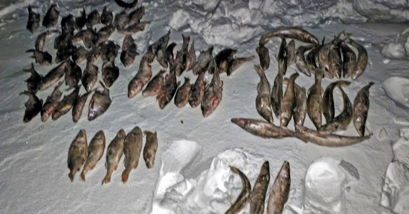 На льду Новосибирского водохранилища задержали браконьера