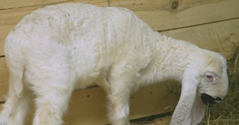 В Новосибирском зоопарке родился ягнёнок с белоснежными ресницами