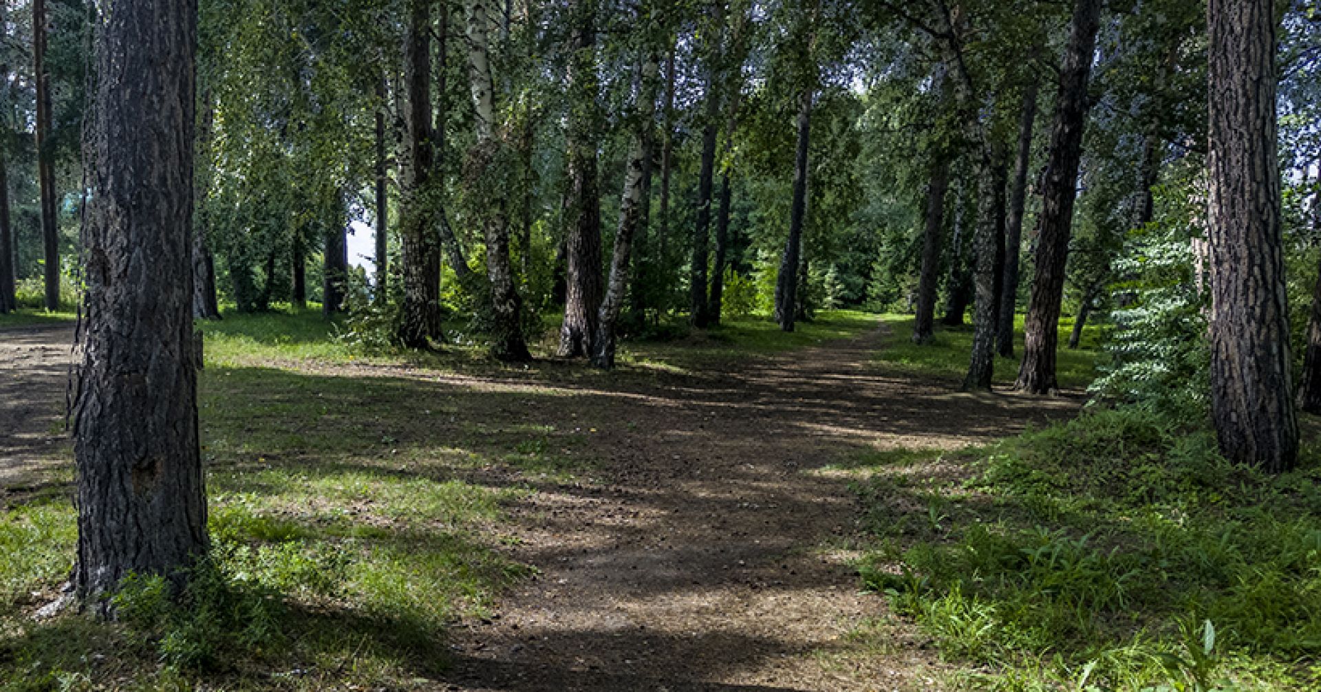 Дело о контрабанде леса на 10 млн рублей расследуют в Новосибирской области