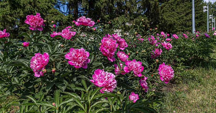 Летом улицы Новосибирска украсят более 400 тысяч цветов