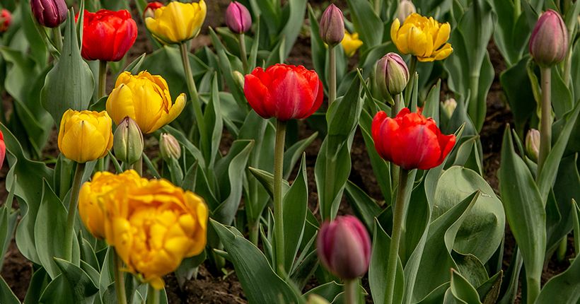 В Новосибирской области меняют пластик и макулатуру на семена цветов