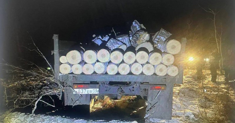 В Новосибирской области дровосек предстанет перед судом за незаконно срубленные берёзы