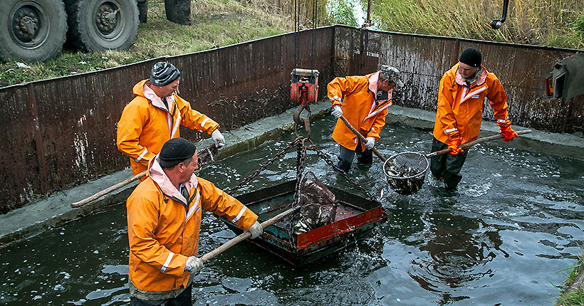 Головёшка на экспорт
