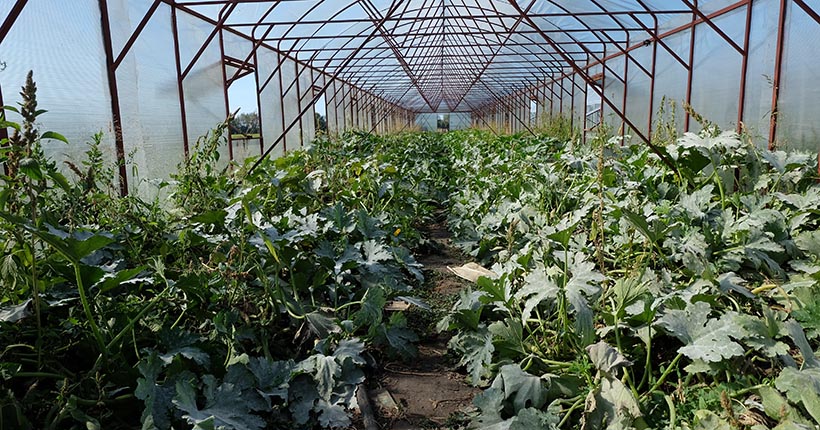 Новосибирский агроном объяснила, когда нужно сеять томаты и капусту