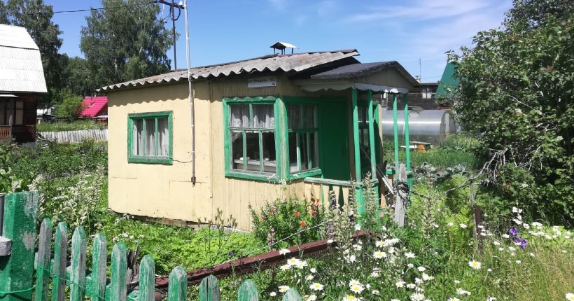 Новосибирским дачникам грозит изъятие участков за борщевик