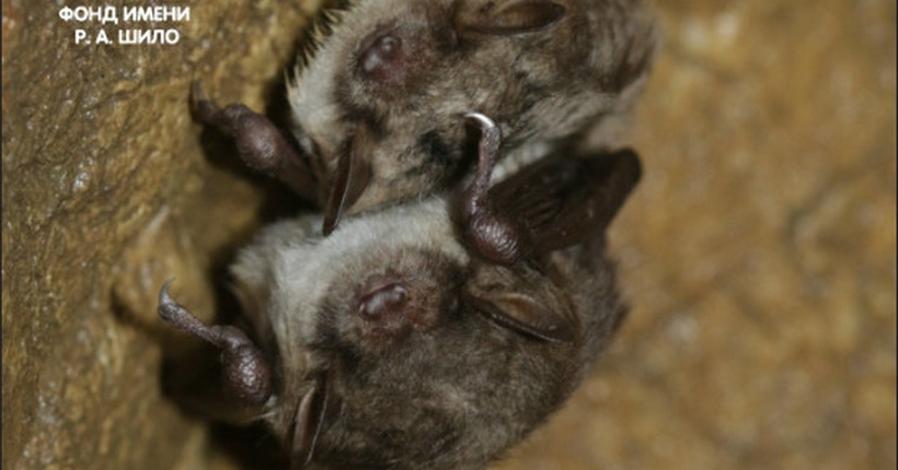 Новосибирцев приглашают на лекцию о летучих мышах