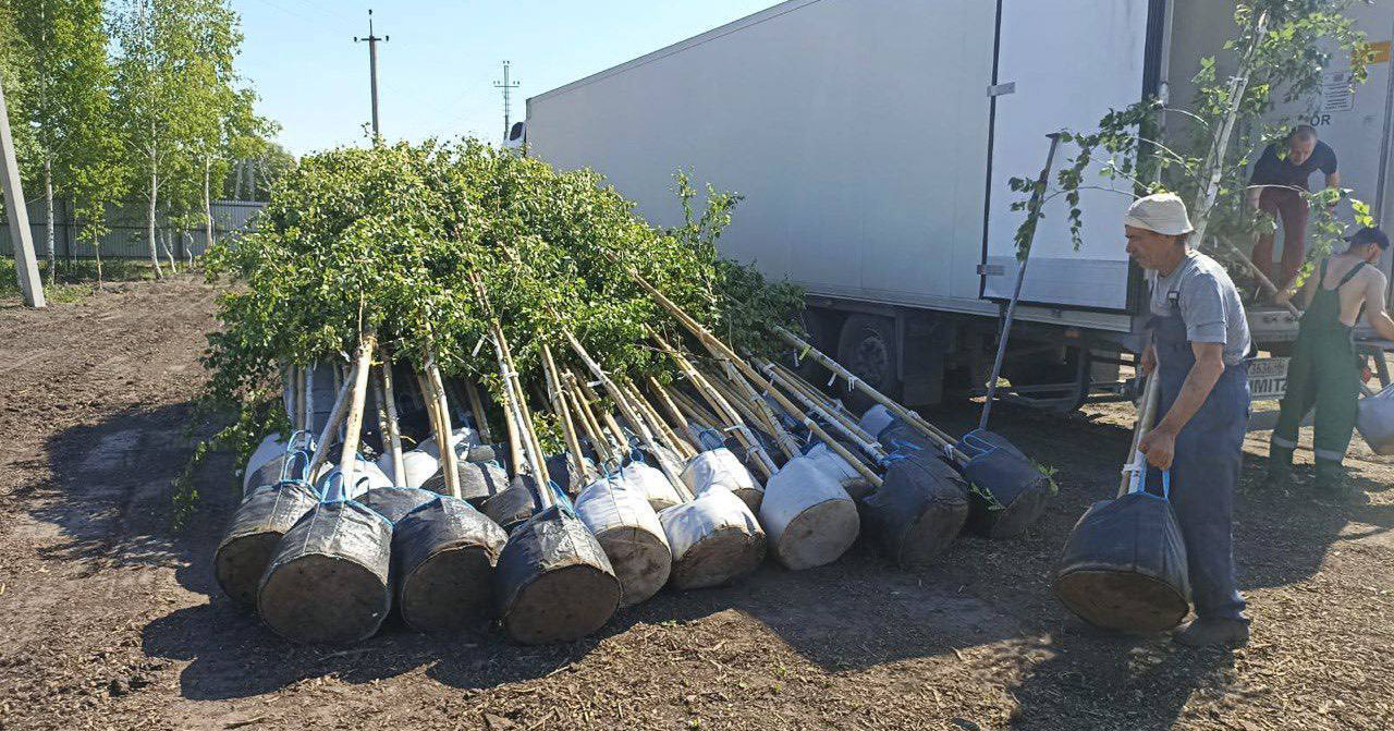 В этом году в Новосибирске планируют озеленить 22 территории