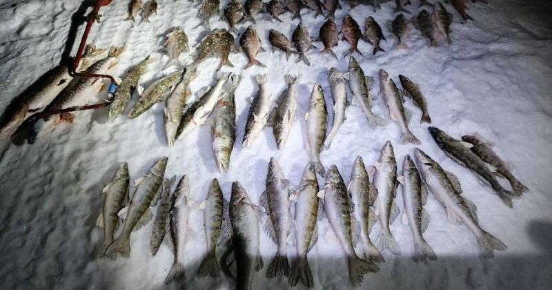 Транспортные полицейские задержали жителя Новосибирской области с незаконным уловом на 100 тысяч рублей