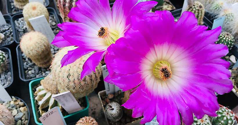 Праздник будет в августе