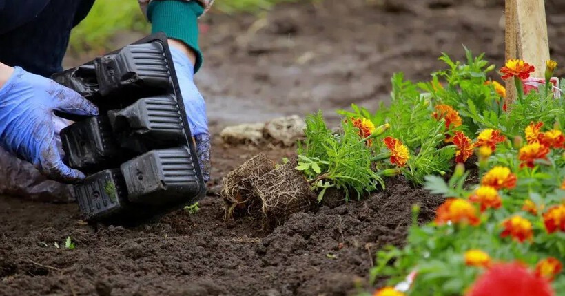 В Новосибирске к 9 Мая высадят пять тысяч бархатцев и гераней